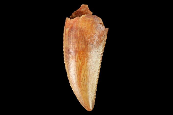 Serrated, Raptor Tooth - Real Dinosaur Tooth #159012